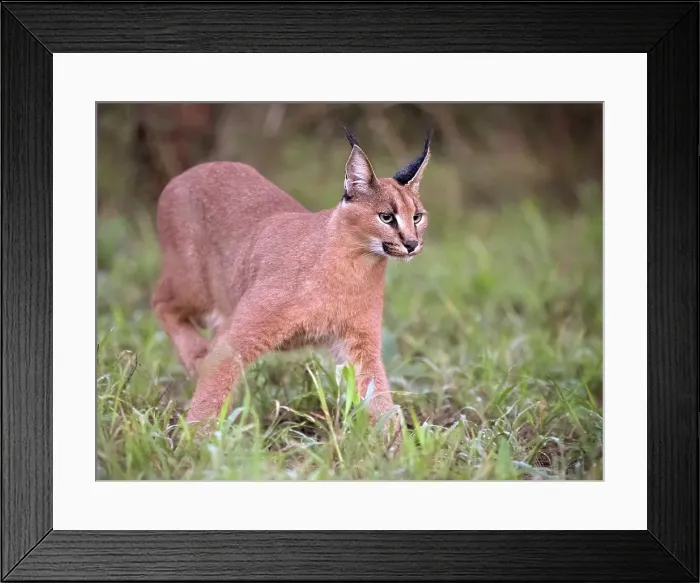 Framed Print : Caracal, Zimanga Private Game Reserve, Natal, South Africa Framed Print : Caracal, Zimanga Private Game Reserve, Natal, South Africa