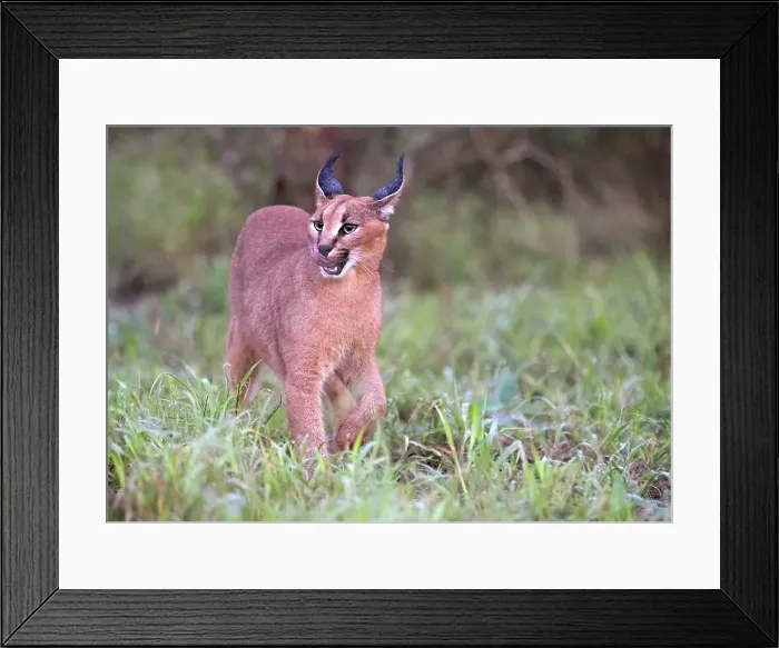 Framed Print : Caracal, Zimanga Private Game Reserve, Natal, South Africa Framed Print : Caracal, Zimanga Private Game Reserve, Natal, South Africa