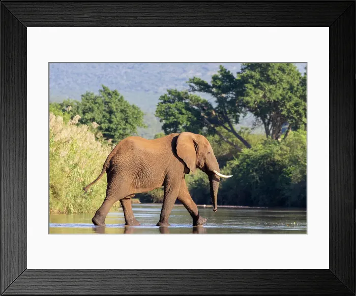 Framed Print : Elephant crossing river, Zimanga Private Game Reserve, Natal, South Africa Framed Print : Elephant crossing river, Zimanga Private Game Reserve, Natal, South Africa