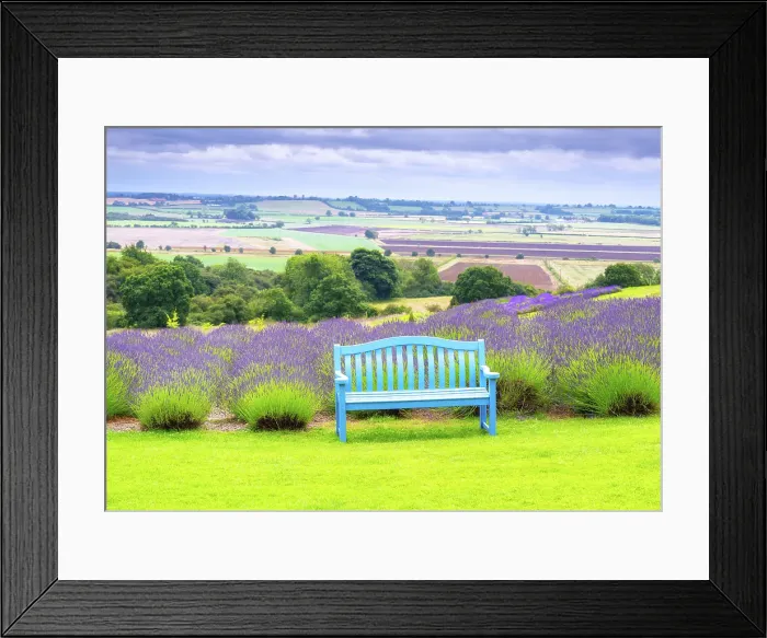Framed Print : Lavender fields in North Yorkshire, England Framed Print : Lavender fields in North Yorkshire, England