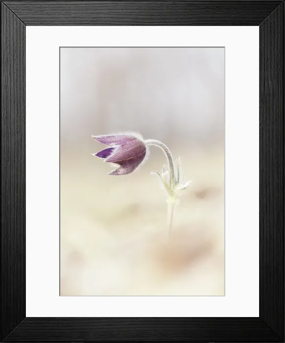 Framed Print : Pulsatilla, Monte Barro Natural Park, Barro mount, Lecco province, Lombardy, Italy Framed Print : Pulsatilla, Monte Barro Natural Park, Barro mount, Lecco province, Lombardy, Italy