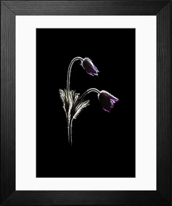 Framed Print : Pulsatilla, Monte Barro Natural Park, Barro mount, Lecco province, Lombardy, Italy Framed Print : Pulsatilla, Monte Barro Natural Park, Barro mount, Lecco province, Lombardy, Italy