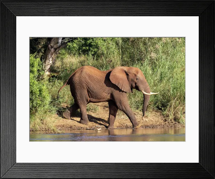 Framed Print : Elephant crossing river, Zimanga Private Game Reserve, Natal, South Africa Framed Print : Elephant crossing river, Zimanga Private Game Reserve, Natal, South Africa
