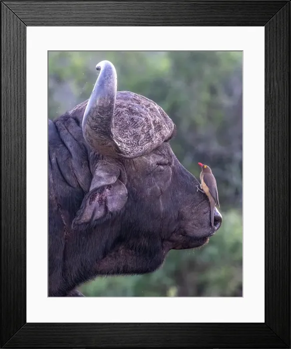 Framed Print : Cape buffalo with an oxpecker on its snout, Zimanga Private Game Reserve, Natal, South Africa Framed Print : Cape buffalo with an oxpecker on its snout, Zimanga Private Game Reserve, Natal, South Africa