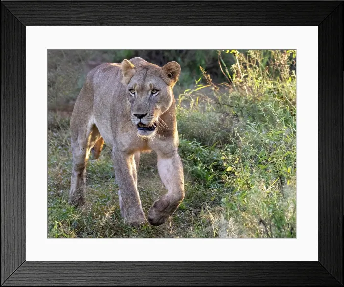 Framed Print : Lioness, Zimanga Private Game Reserve, Natal, South Africa Framed Print : Lioness, Zimanga Private Game Reserve, Natal, South Africa
