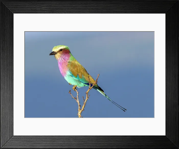 Framed Print : Lilac Breasted Roller perched on twig, Zimanga Private Game Reserve, Natal, South Africa Framed Print : Lilac Breasted Roller perched on twig, Zimanga Private Game Reserve, Natal, South Africa