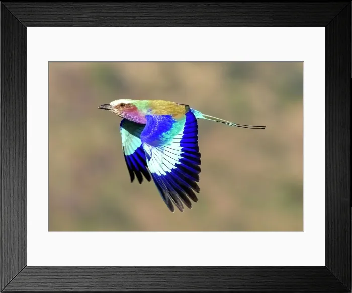 Framed Print : Lilac Breasted Roller in flight, Zimanga Private Game Reserve, Natal, South Africa