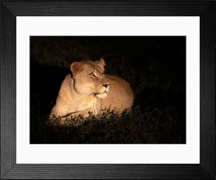 Framed Print : Lioness in torchlight at night, Zimanga Private Game Reserve, Natal, South Africa Framed Print : Lioness in torchlight at night, Zimanga Private Game Reserve, Natal, South Africa