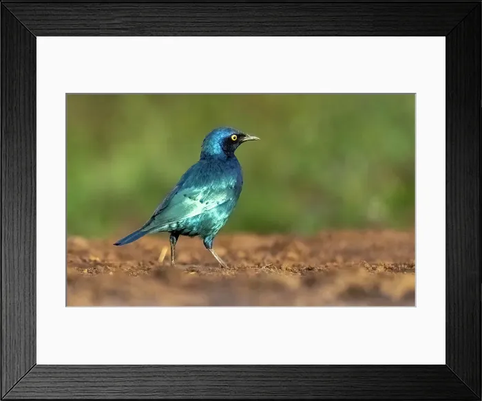 Framed Print : Cape (glossy) starling, Zimanga Private Game Reserve, Natal, South Africa Framed Print : Cape (glossy) starling, Zimanga Private Game Reserve, Natal, South Africa