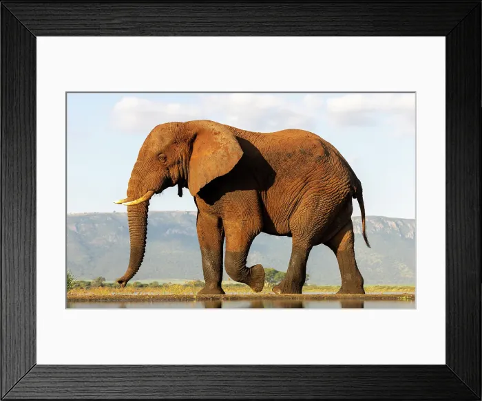 Framed Print : Elephant, Zimanga Private Game Reserve, Natal, South Africa Framed Print : Elephant, Zimanga Private Game Reserve, Natal, South Africa