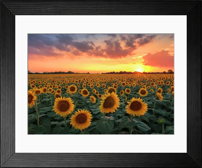 Framed Print : Sunflower field, Brenna, Brianza, Como province, Lombardy, Italy Framed Print : Sunflower field, Brenna, Brianza, Como province, Lombardy, Italy