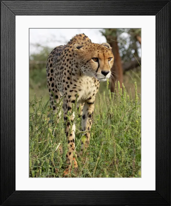 Framed Print : Cheetah stalking at dawn, Zimanga Private Game Reserve, Natal, South Africa Framed Print : Cheetah stalking at dawn, Zimanga Private Game Reserve, Natal, South Africa