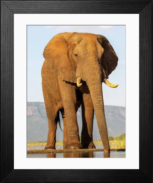Framed Print : Elephant drinking, Zimanga Private Game Reserve, Natal, South Africa Framed Print : Elephant drinking, Zimanga Private Game Reserve, Natal, South Africa