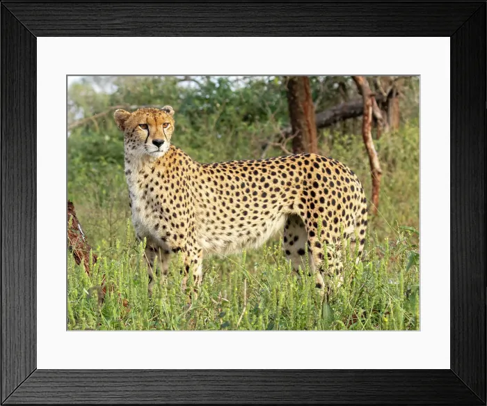 Framed Print : Cheetah, Zimanga Private Game Reserve, Natal, South Africa Framed Print : Cheetah, Zimanga Private Game Reserve, Natal, South Africa