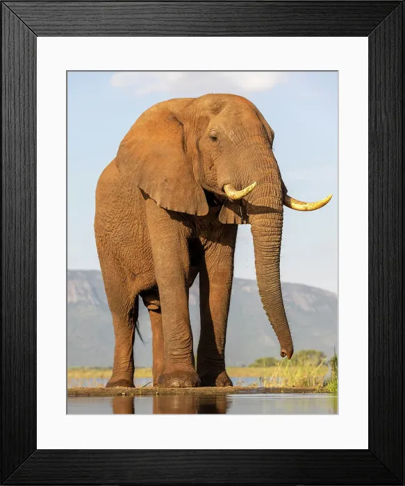 Framed Print : Elephant, Zimanga Private Game Reserve, Natal, South Africa Framed Print : Elephant, Zimanga Private Game Reserve, Natal, South Africa