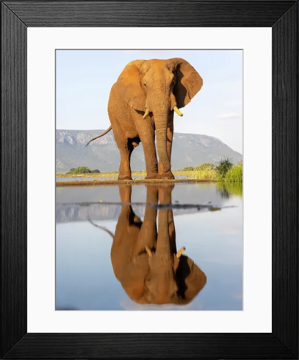 Framed Print : Elephant and reflection, Zimanga Private Game Reserve, Natal, South Africa