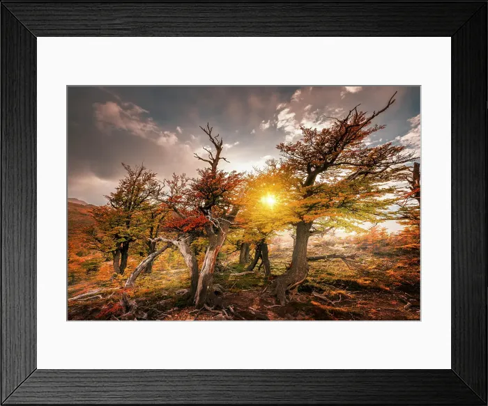 Framed Print : A group of Bleech trees, Los Glaciares National Park, Patagonia, Argentina