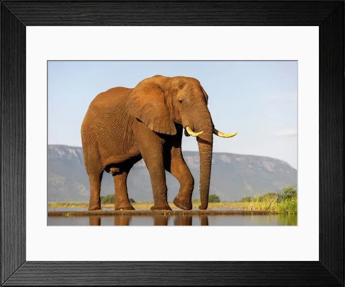 Framed Print : Elephant, Zimanga Private Game Reserve, Natal, South Africa Framed Print : Elephant, Zimanga Private Game Reserve, Natal, South Africa