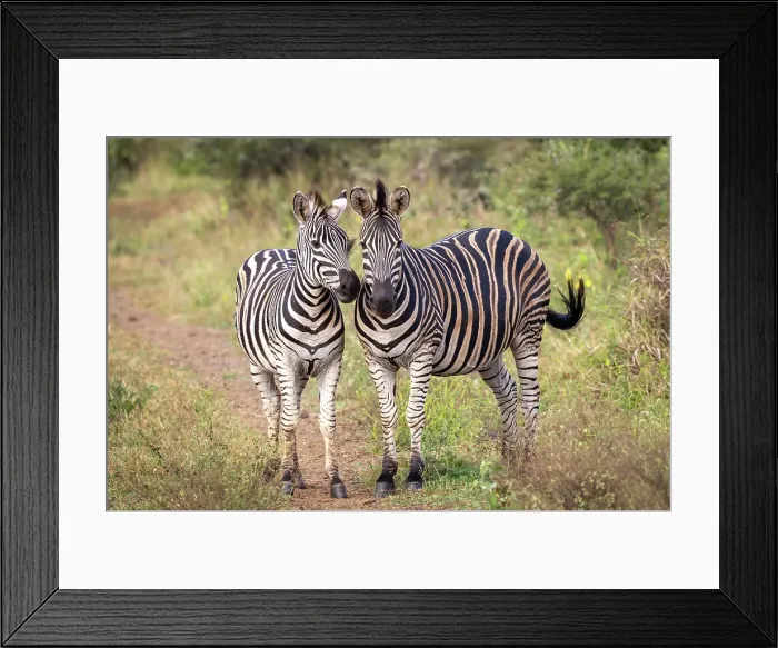 Framed Print : Pair of zebra, Zimanga Private Game Reserve, Natal, South Africa Framed Print : Pair of zebra, Zimanga Private Game Reserve, Natal, South Africa