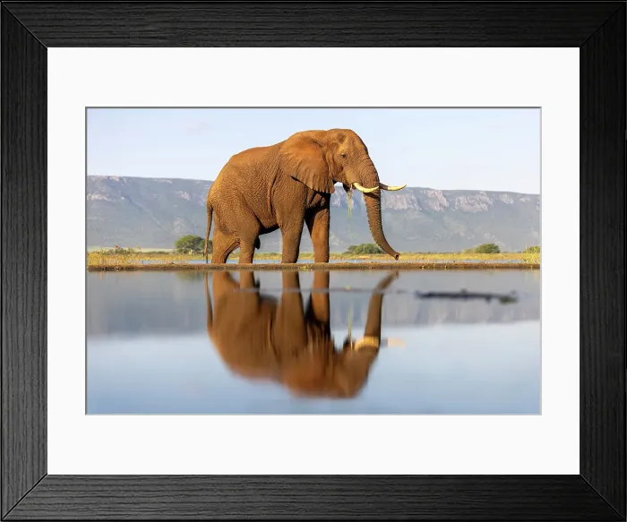 Framed Print : Elephant and reflection, Zimanga Private Game Reserve, Natal, South Africa Framed Print : Elephant and reflection, Zimanga Private Game Reserve, Natal, South Africa