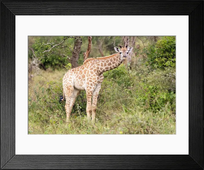 Framed Print : Giraffe, Zimanga Private Game Reserve, Natal, South Africa Framed Print : Giraffe, Zimanga Private Game Reserve, Natal, South Africa