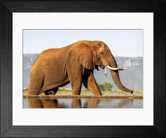 Framed Print : Elephant eating, Zimanga Private Game Reserve, Natal, South Africa