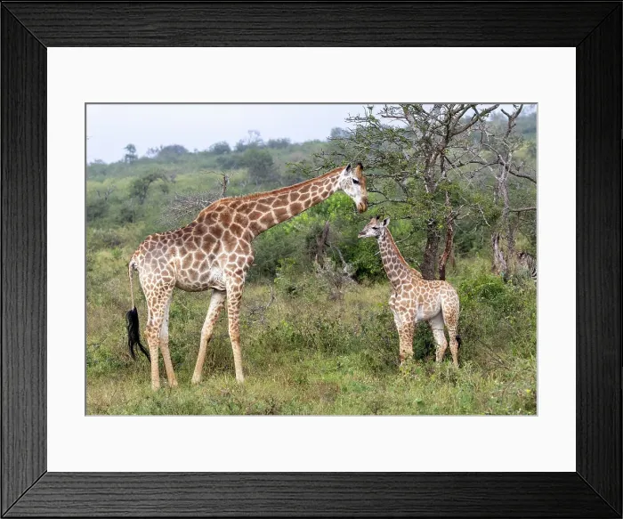 Framed Print : Female giraffe with calf, Zimanga Private Game Reserve, Natal, South Africa