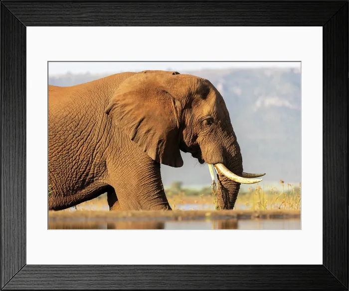 Framed Print : Elephant eating, Zimanga Private Game Reserve, Natal, South Africa Framed Print : Elephant eating, Zimanga Private Game Reserve, Natal, South Africa