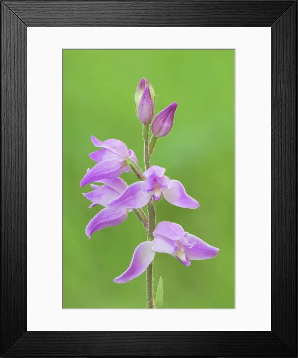 Framed Print : Orchid, Cephalanthera rubra, salata, Piedmont, Italy Framed Print : Orchid, Cephalanthera rubra, salata, Piedmont, Italy