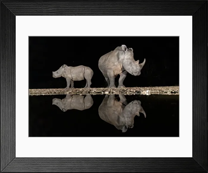 Framed Print : White rhino and calf reflecting in floodlit watering hole, Zimanga Private Game Reserve, Natal, South Africa Framed Print : White rhino and calf reflecting in floodlit watering hole, Zimanga Private Game Reserve, Natal, South Africa
