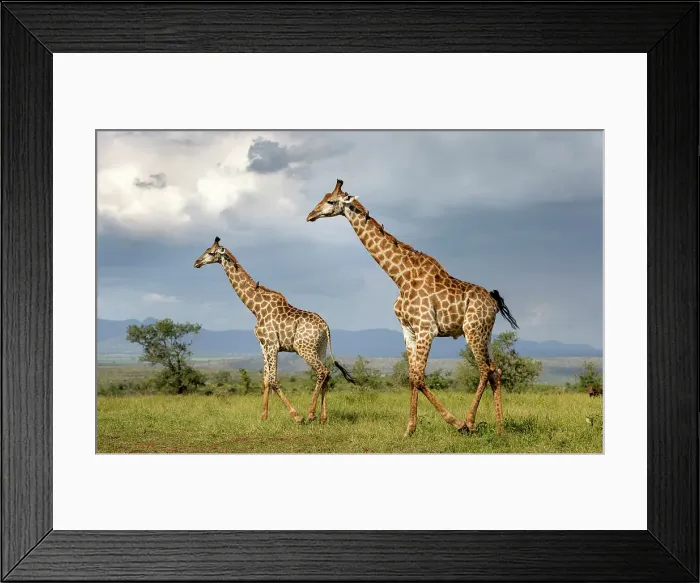Framed Print : Pair of Giraffe walking across grassland, Zimanga Private Game Reserve, Natal, South Africa Framed Print : Pair of Giraffe walking across grassland, Zimanga Private Game Reserve, Natal, South Africa