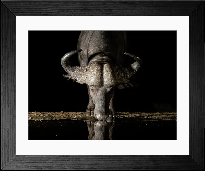 Framed Print : Cape Buffalo drinking at floodlit watering hole, Zimanga Private Game Reserve, Natal, South Africa Framed Print : Cape Buffalo drinking at floodlit watering hole, Zimanga Private Game Reserve, Natal, South Africa