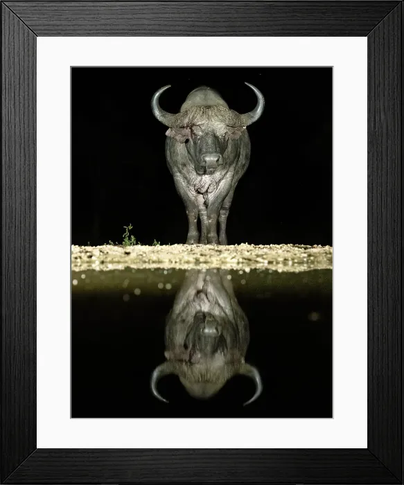 Framed Print : Cape Buffalo reflecting in floodlit watering hole, Zimanga Private Game Reserve, Natal, South Africa