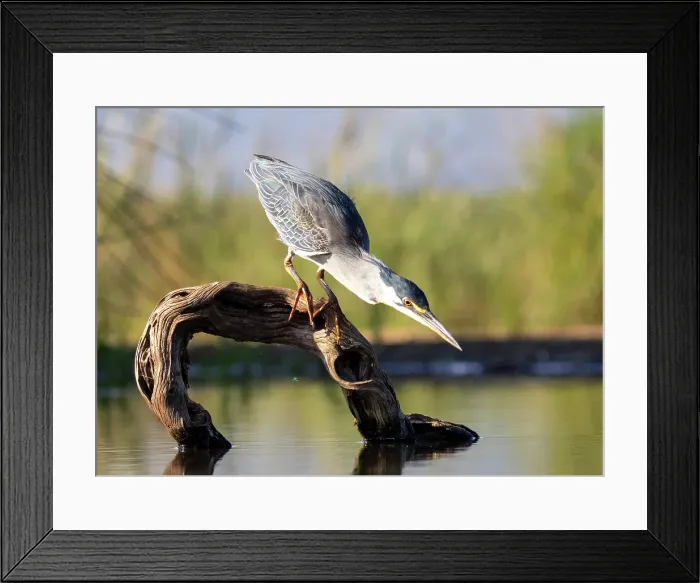 Framed Print : Green-backed heron on perch, looking for fish, Zimanga Private Game Reserve, Natal, South Africa Framed Print : Green-backed heron on perch, looking for fish, Zimanga Private Game Reserve, Natal, South Africa