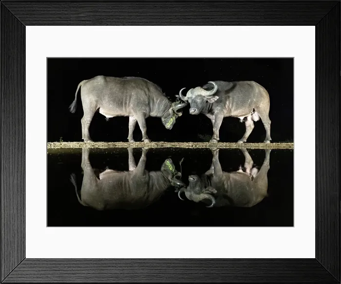 Framed Print : Pair of Cape Buffalo reflected in floodlit watering hole, Zimanga Private Game Reserve, Natal, South Africa