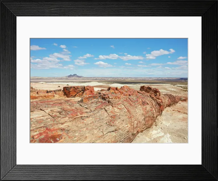 Framed Print : A petrified Araucaria tree (Araucaria araucana) in the Bosques Petrificados de Jaramillo National Park, with the Madre & Hija volcano in background, Santa Cruz, Deseado, Patagonia, Argentina Framed Print : A petrified Araucaria tree (Araucaria araucana) in the Bosques Petrificados de Jaramillo National Park, with the Madre & Hija volcano in background, Santa Cruz, Deseado, Patagonia, Argentina