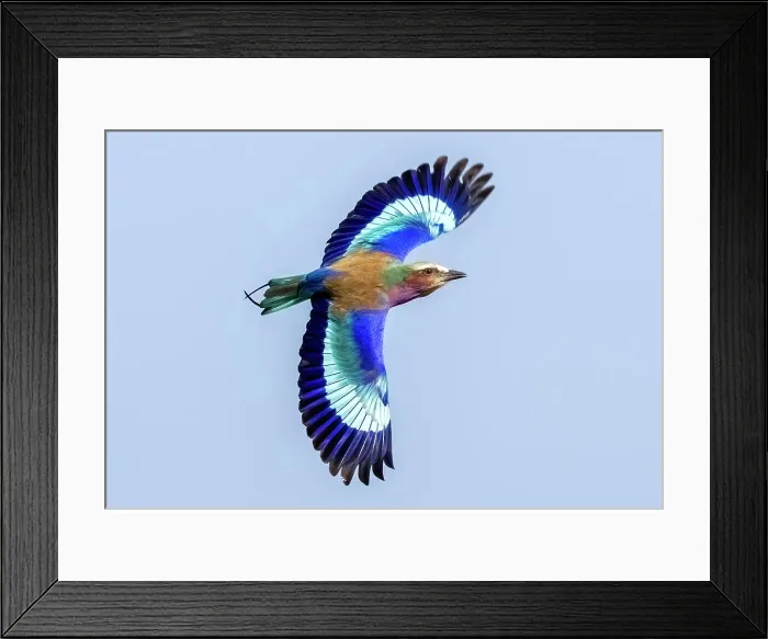 Framed Print : Lilac Breasted Roller in flight, Zimanga Private Game Reserve, Natal, South Africa Framed Print : Lilac Breasted Roller in flight, Zimanga Private Game Reserve, Natal, South Africa