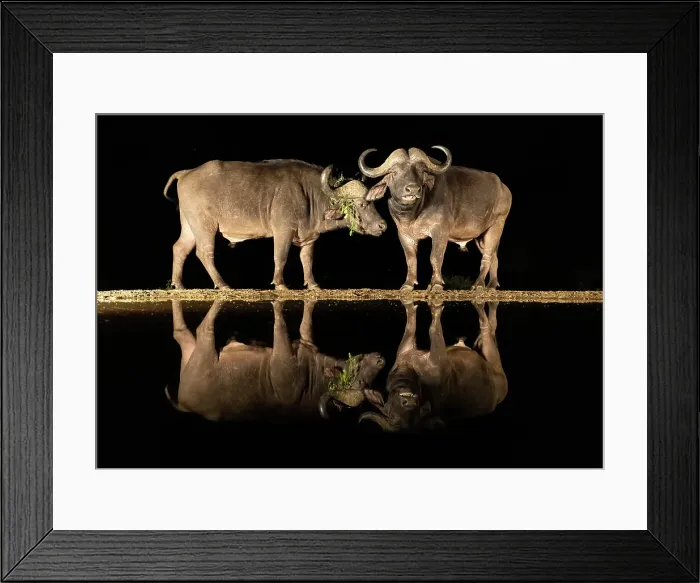 Framed Print : Pair of Cape Buffalo reflected in floodlit watering hole, Zimanga Private Game Reserve, Natal, South Africa