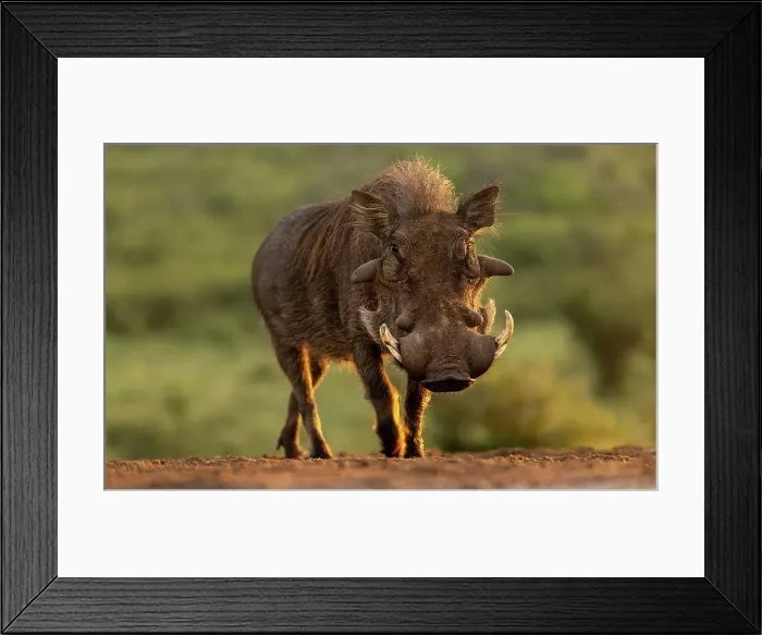 Framed Print : Warthog, Zimanga Private Game Reserve, Natal, South Africa Framed Print : Warthog, Zimanga Private Game Reserve, Natal, South Africa