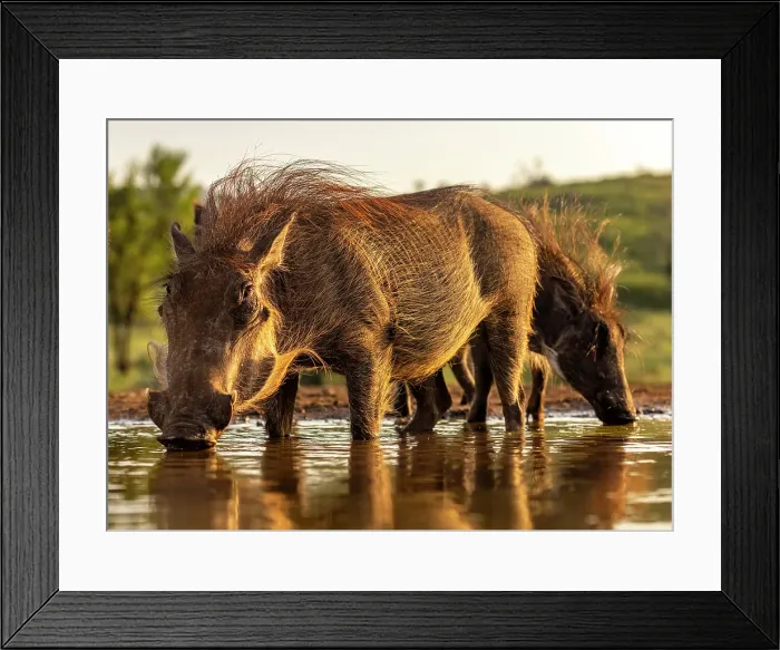 Framed Print : Warthogs drinking from a watering hole, Zimanga Private Game Reserve, Natal, South Africa Framed Print : Warthogs drinking from a watering hole, Zimanga Private Game Reserve, Natal, South Africa