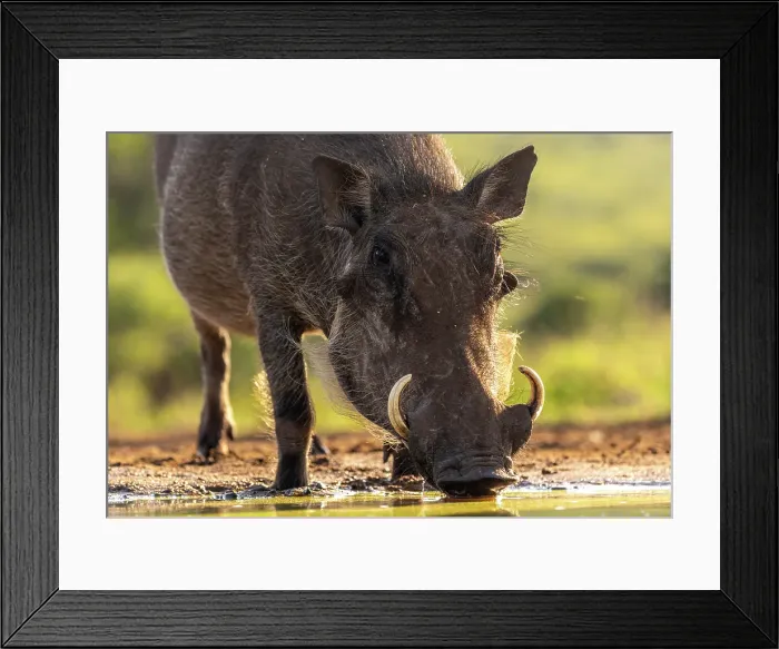 Framed Print : Warthog drinking from a watering hole, Zimanga Private Game Reserve, Natal, South Africa Framed Print : Warthog drinking from a watering hole, Zimanga Private Game Reserve, Natal, South Africa