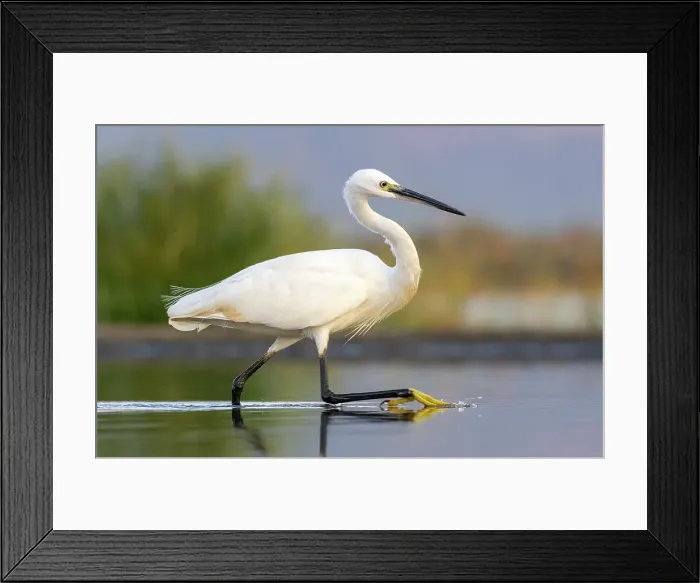 Framed Print : Egret, Zimanga Private Game Reserve, Natal, South Africa Framed Print : Egret, Zimanga Private Game Reserve, Natal, South Africa