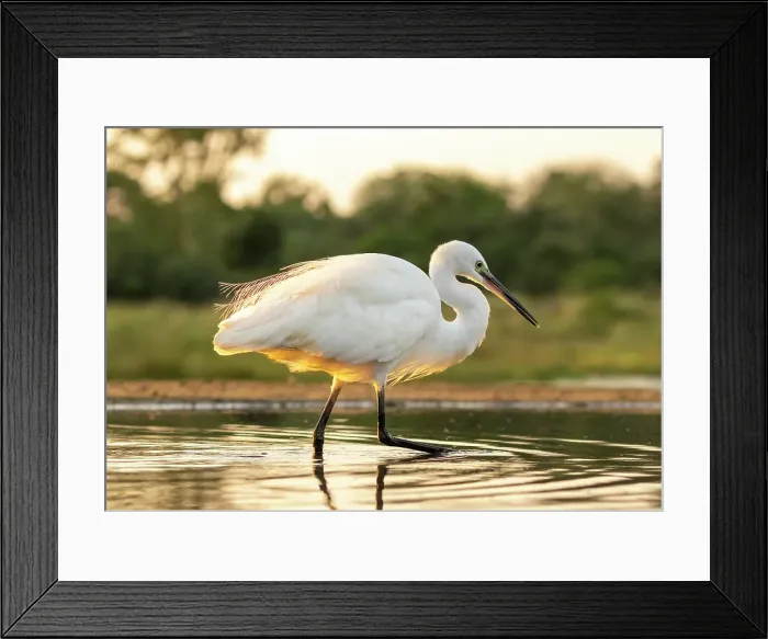 Framed Print : Egret, Zimanga Private Game Reserve, Natal, South Africa Framed Print : Egret, Zimanga Private Game Reserve, Natal, South Africa