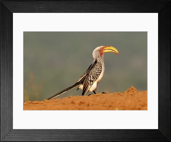 Framed Print : Southern yellow-billed hornbill, Zimanga Private Game Reserve, Natal, South Africa