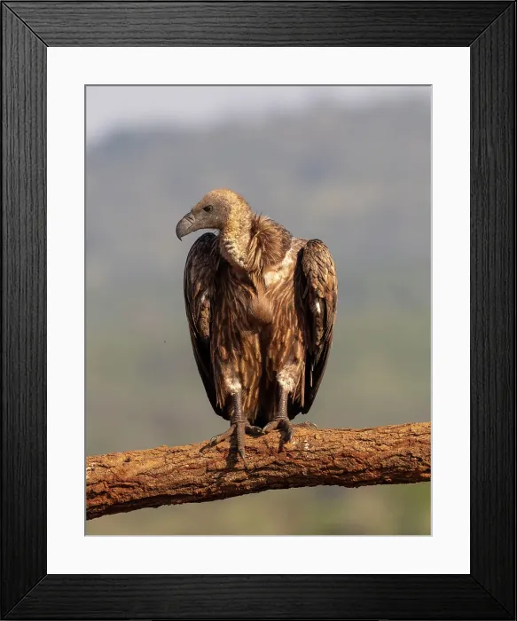 Framed Print : African white backed vulture, Zimanga Private Game Reserve, Natal, South Africa Framed Print : African white backed vulture, Zimanga Private Game Reserve, Natal, South Africa