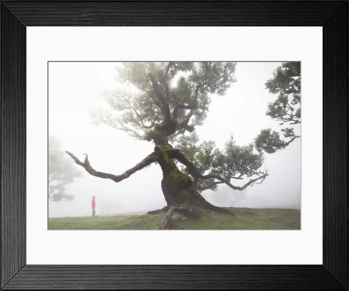 Framed Print : A tourist enjoys the beautiful view at Fanal Forest during a foggy day, Porto Moniz, Madeira, Portugal Framed Print : A tourist enjoys the beautiful view at Fanal Forest during a foggy day, Porto Moniz, Madeira, Portugal