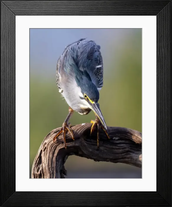 Framed Print : Green-backed heron on perch, looking for fish, Zimanga Private Game Reserve, Natal, South Africa Framed Print : Green-backed heron on perch, looking for fish, Zimanga Private Game Reserve, Natal, South Africa