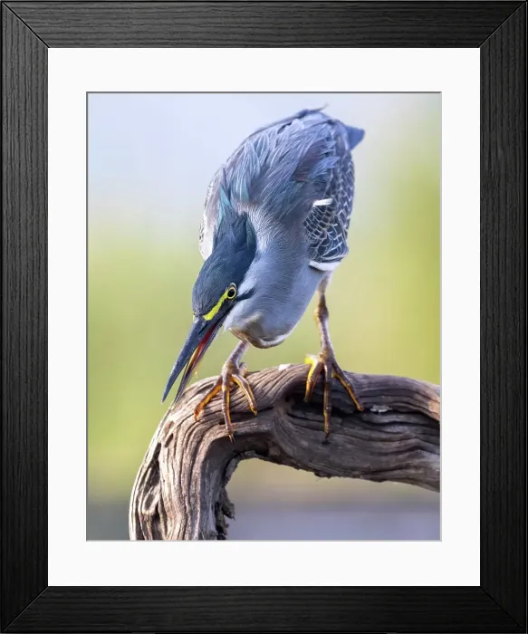 Framed Print : Green-backed heron on perch, Zimanga Private Game Reserve, Natal, South Africa Framed Print : Green-backed heron on perch, Zimanga Private Game Reserve, Natal, South Africa