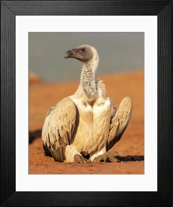 Framed Print : African white backed vulture, Zimanga Private Game Reserve, Natal, South Africa Framed Print : African white backed vulture, Zimanga Private Game Reserve, Natal, South Africa