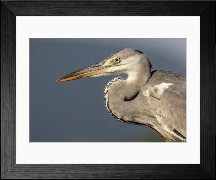 Framed Print : Grey heron, Zimanga Private Game Reserve, Natal, South Africa Framed Print : Grey heron, Zimanga Private Game Reserve, Natal, South Africa